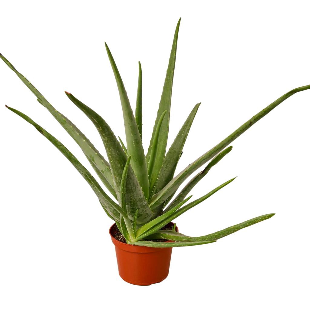 Aloe Vera – view 3