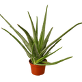 Aloe Vera Live Plant – 6" Nursery Pot