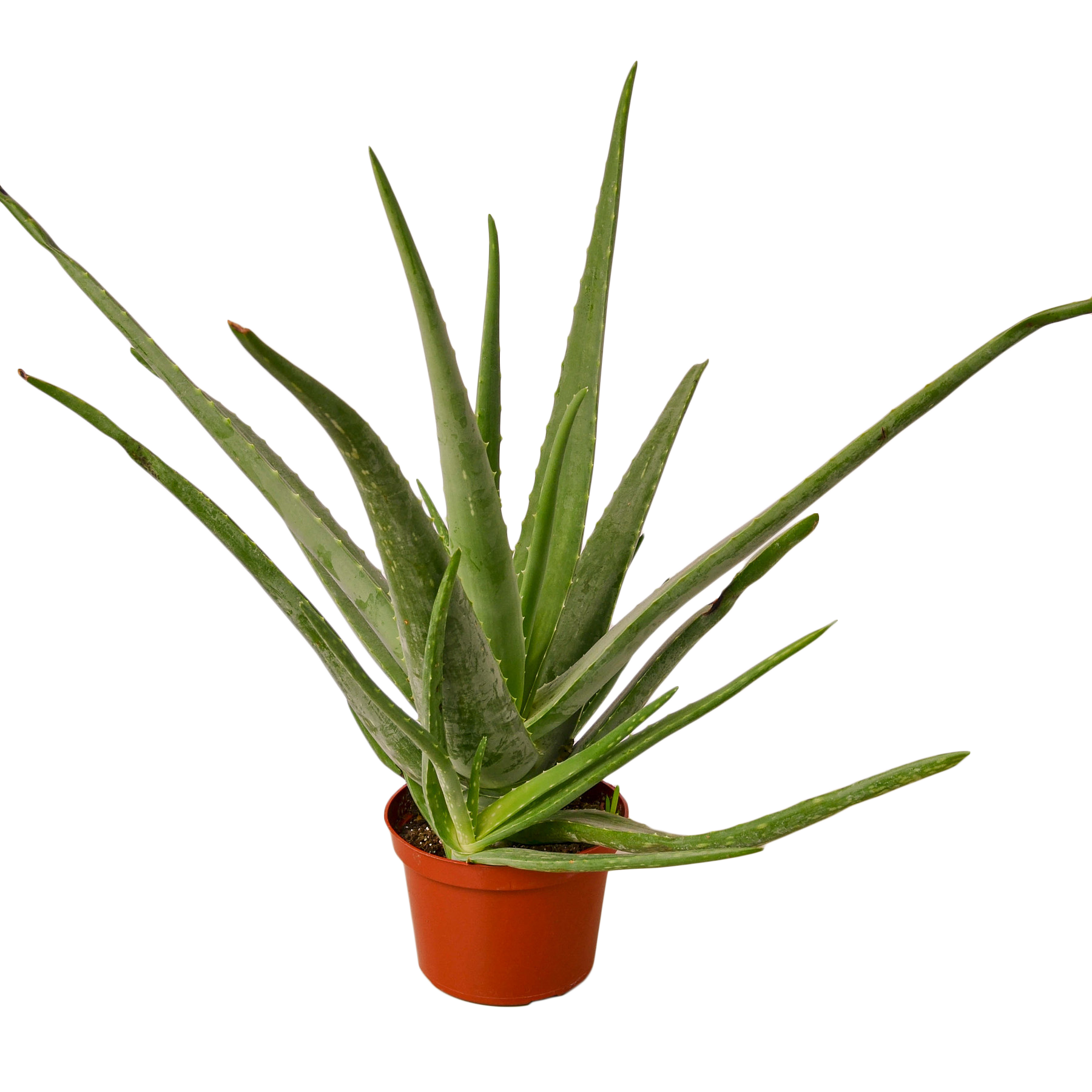 Aloe Vera Live Plant – 6" Nursery Pot