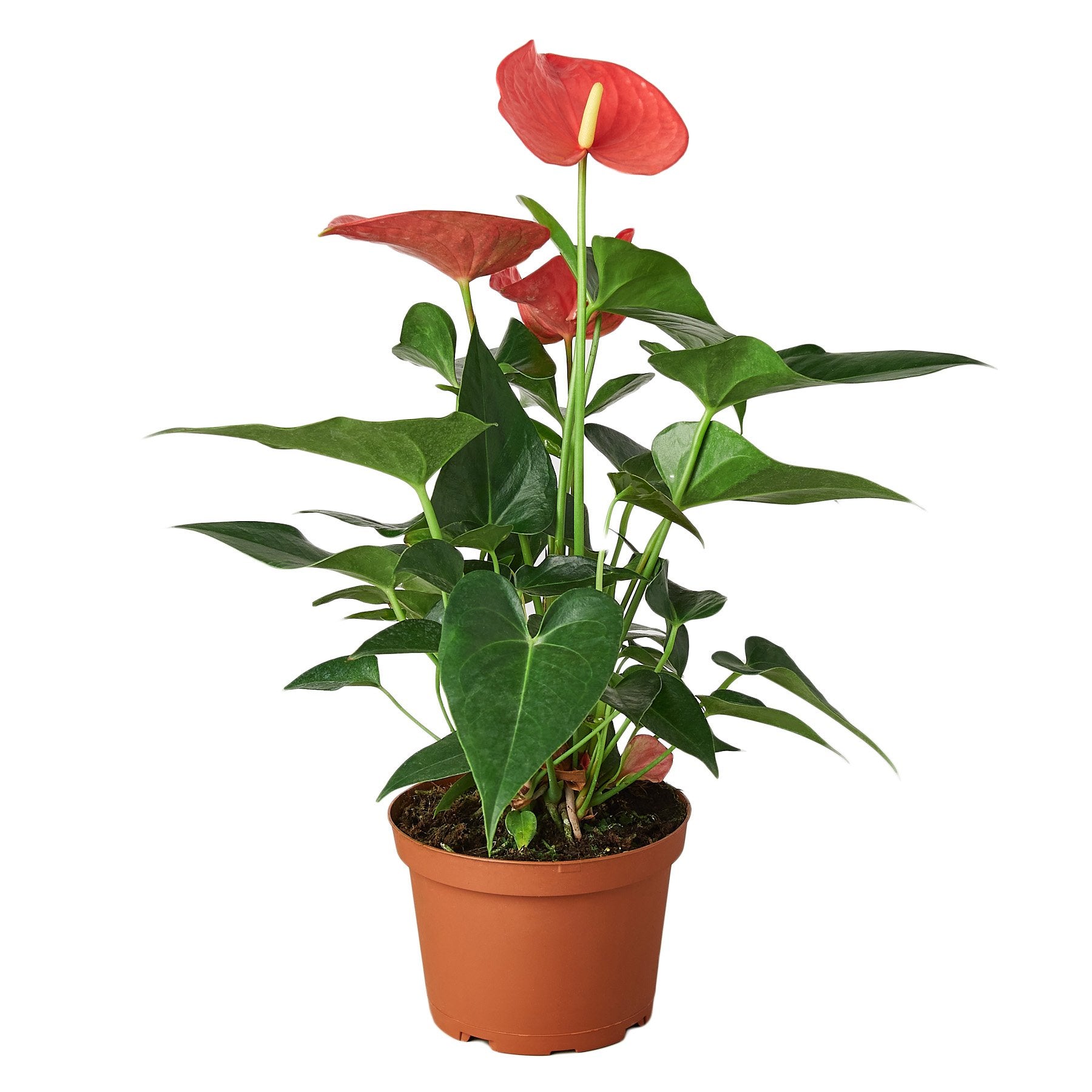 Anthurium 'Pink' – view 2