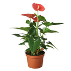 Anthurium 'Pink' – view 2