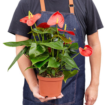 Anthurium 'Red' – view 7