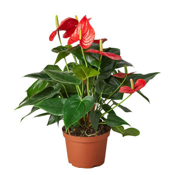 Anthurium 'Red' – view 8