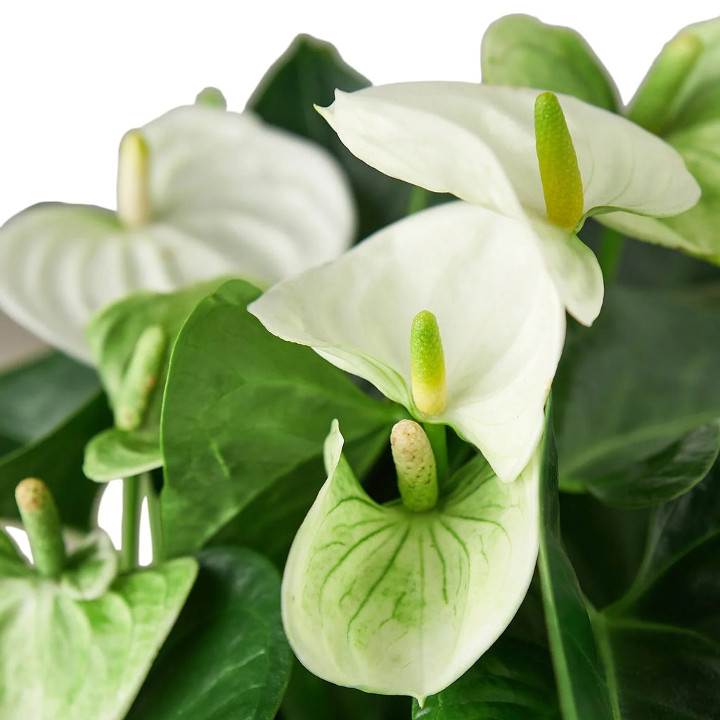 Anthurium 'White' – view 6