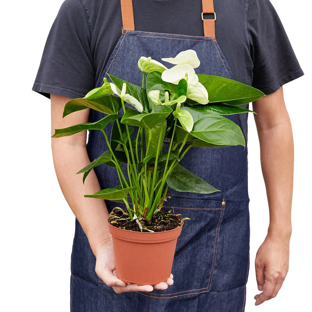 Anthurium 'White' – view 5