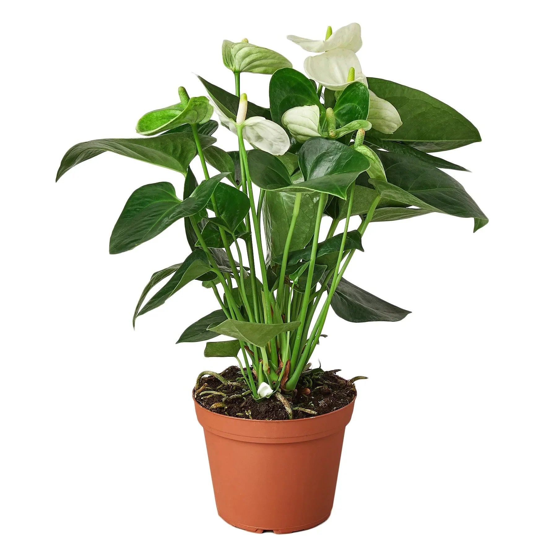 Anthurium 'White' – view 4