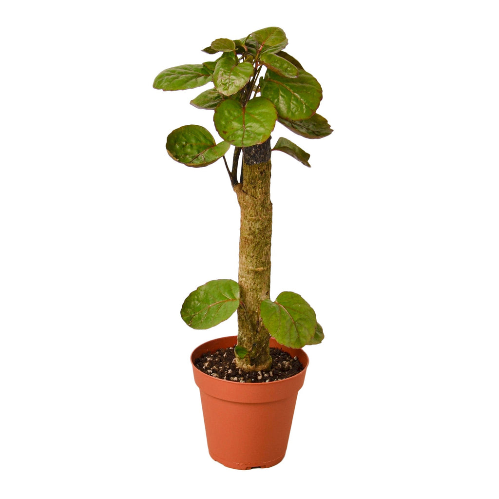 Aralia Fabian Stump 'Polyscias Scutellaria' – view 4