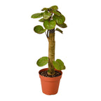 Aralia Fabian Stump 'Polyscias Scutellaria' – view 4
