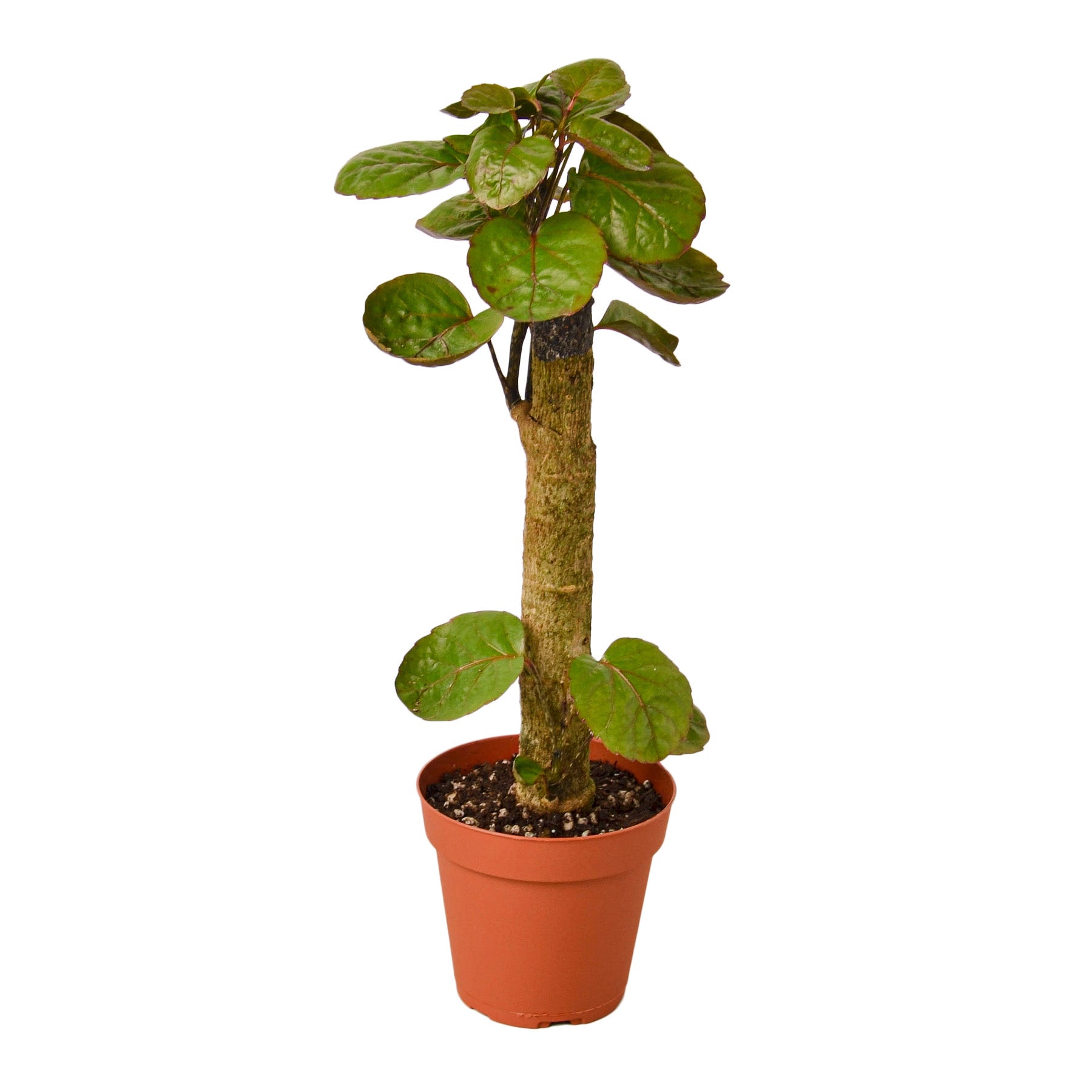 Aralia Fabian Stump 'Polyscias Scutellaria' – view 4