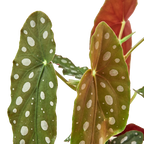 Begonia 'Maculata' – view 2