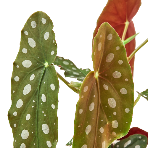Begonia 'Maculata' – view 2