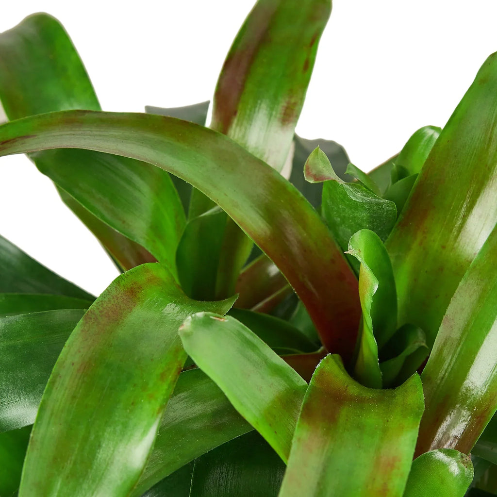Bromeliad 'Fireball' – view 5