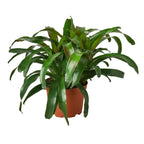 Bromeliad 'Fireball' – view 4