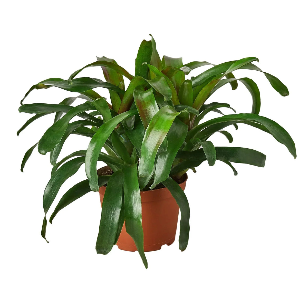 Bromeliad 'Fireball' – view 4