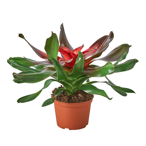 Bromeliad Medusa – view 3
