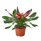 Bromeliad Medusa – view 3