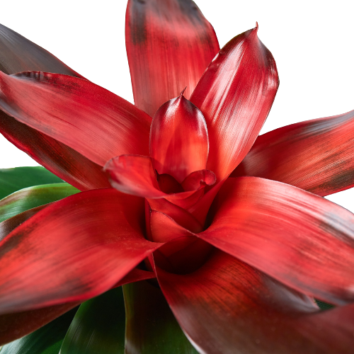 Bromeliad Medusa – view 4
