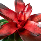 Bromeliad Medusa – view 4