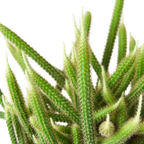 Rat Tail Cactus – view 2
