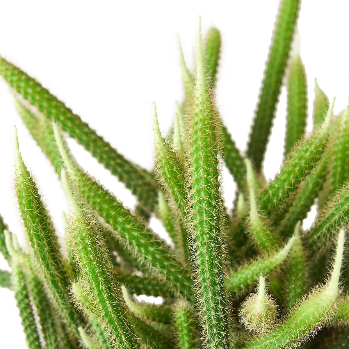 Rat Tail Cactus – view 2