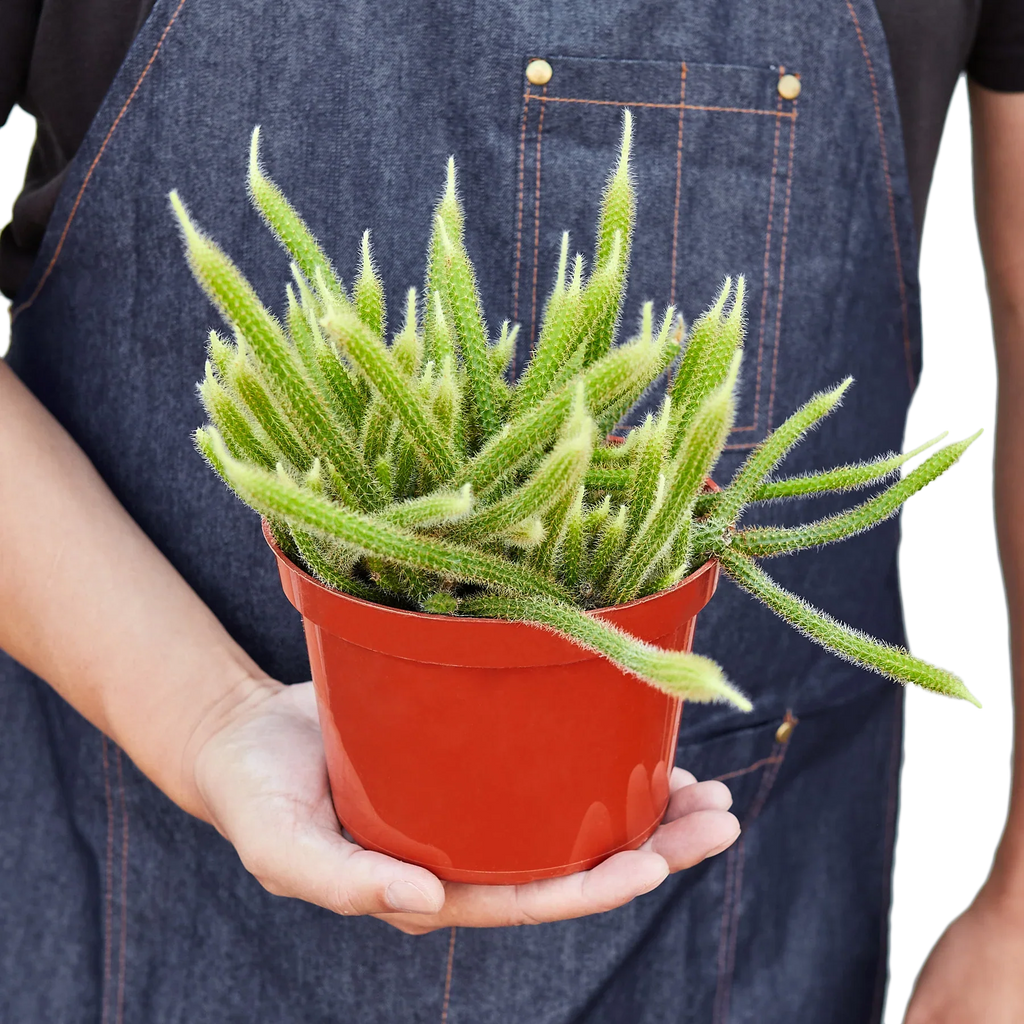 Rat Tail Cactus – view 3