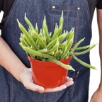 Rat Tail Cactus – view 3