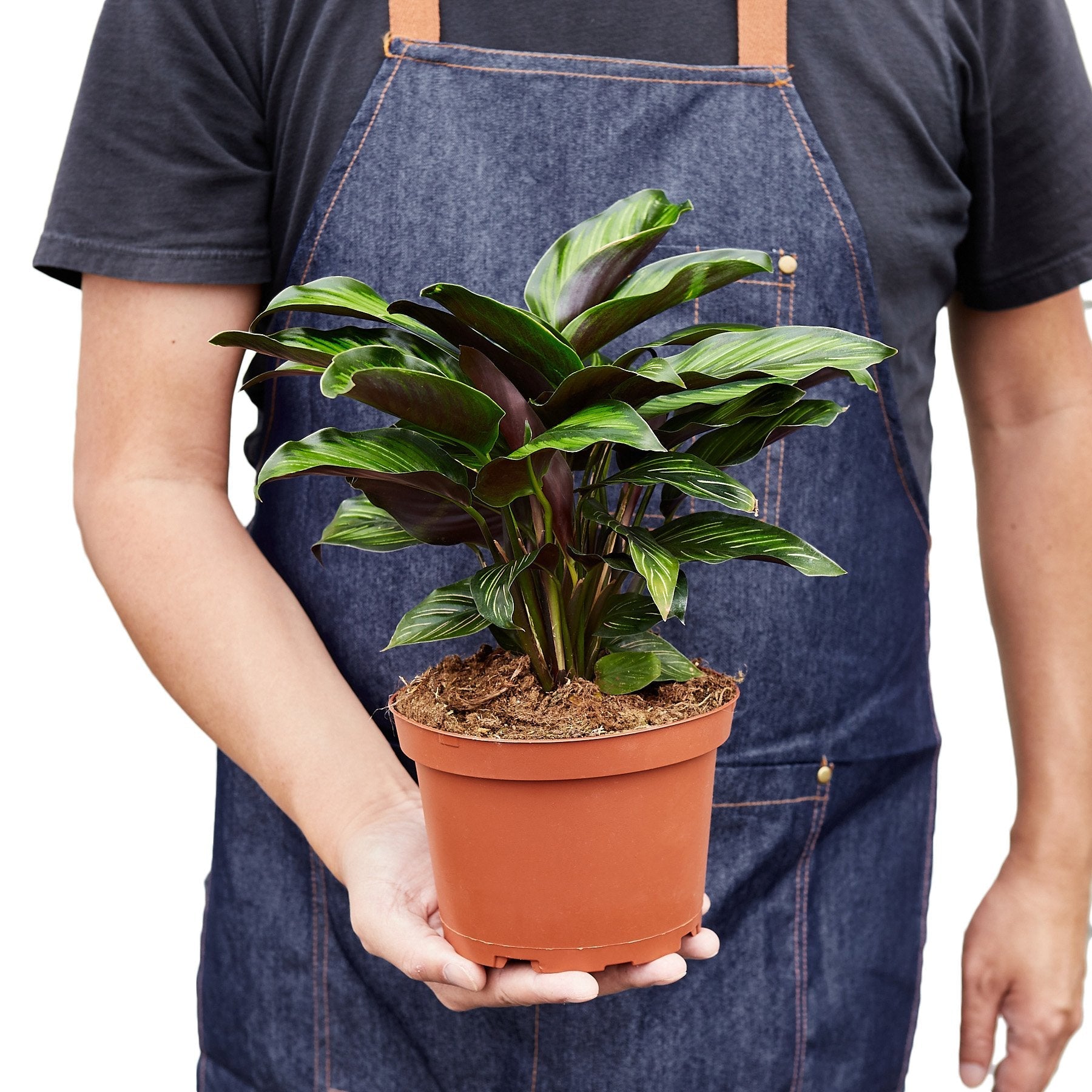 Calathea 'Beauty Star' – view 5