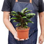 Calathea 'Beauty Star' – view 5