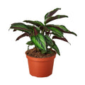 Calathea 'Beauty Star' - 6" Pot - NURSERY POT ONLY by House Plant Dropship
