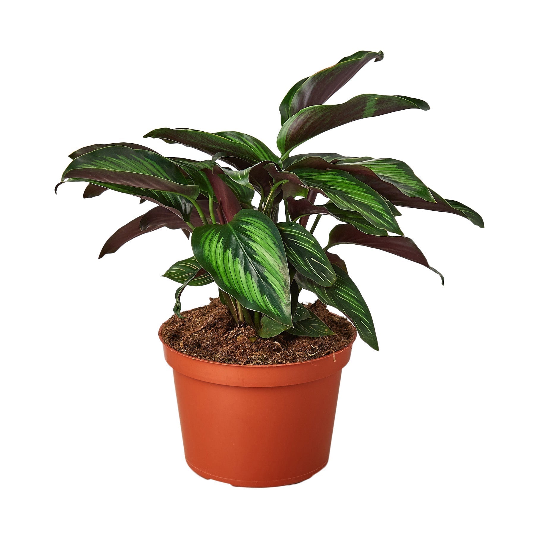 Calathea 'Beauty Star' - 6" Pot - NURSERY POT ONLY by House Plant Dropship