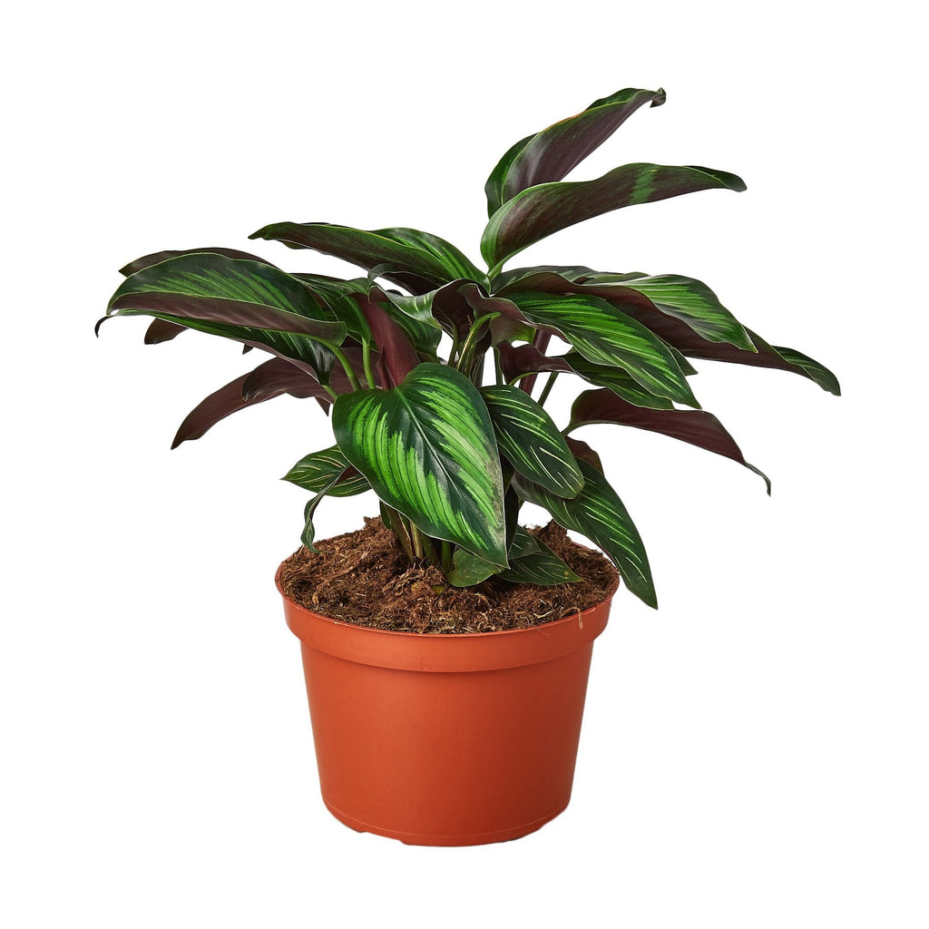 Calathea 'Beauty Star' – view 4