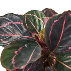 Calathea Dottie houseplant with dark green leaves featuring vivid pink veining and purple undersides.
