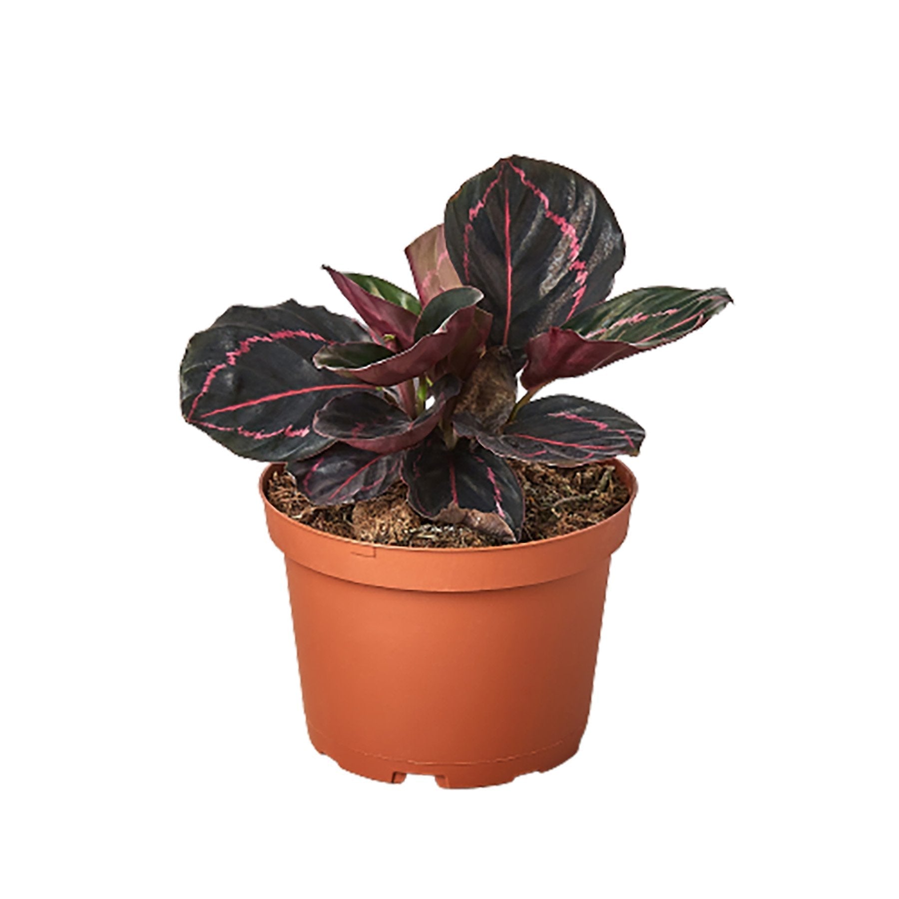 Calathea Dottie live plant with dark green and pink-striped leaves in a terracotta-colored plastic pot.