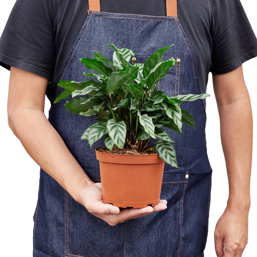 Calathea Concinna 'Freddie' – view 4