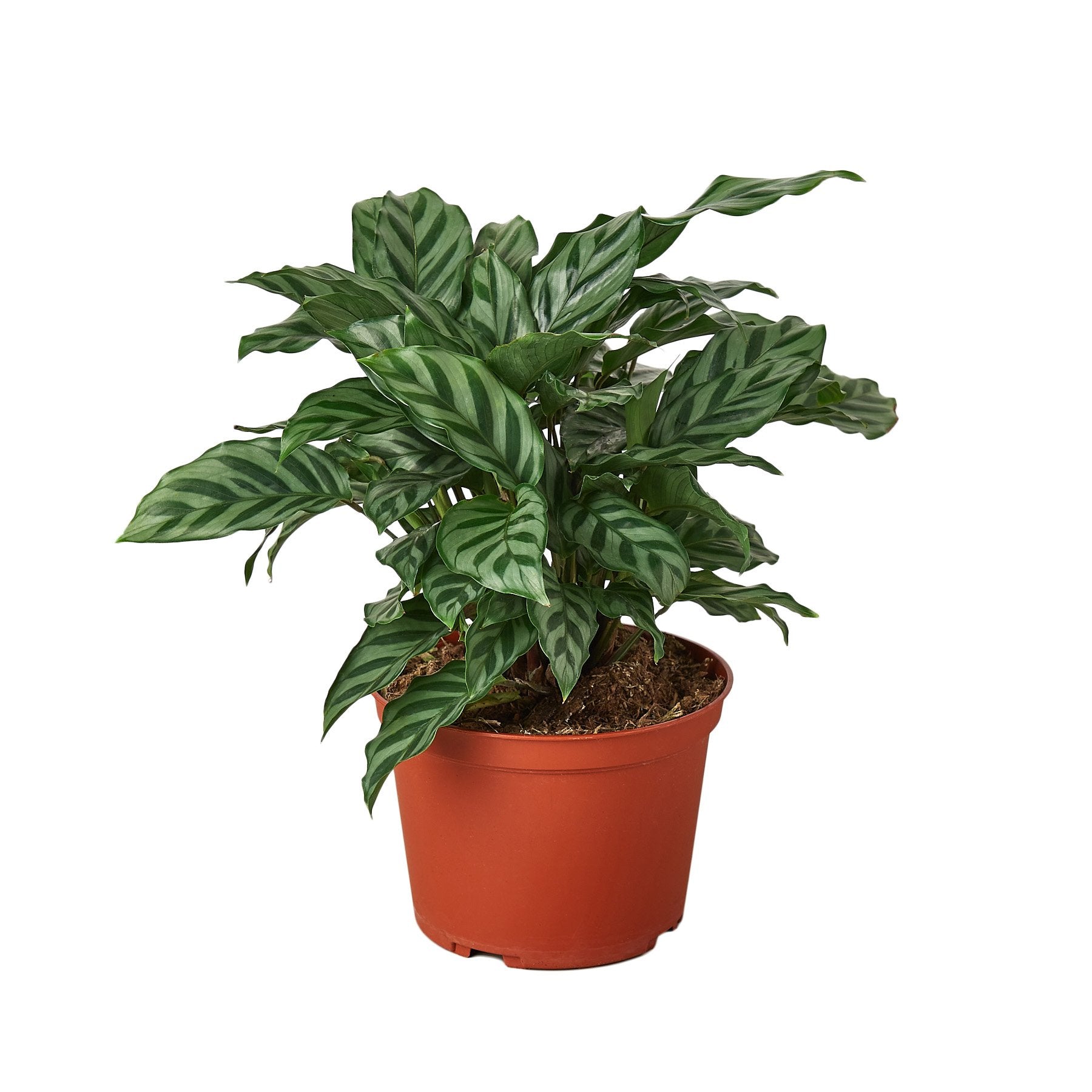 Calathea Concinna 'Freddie' – view 3