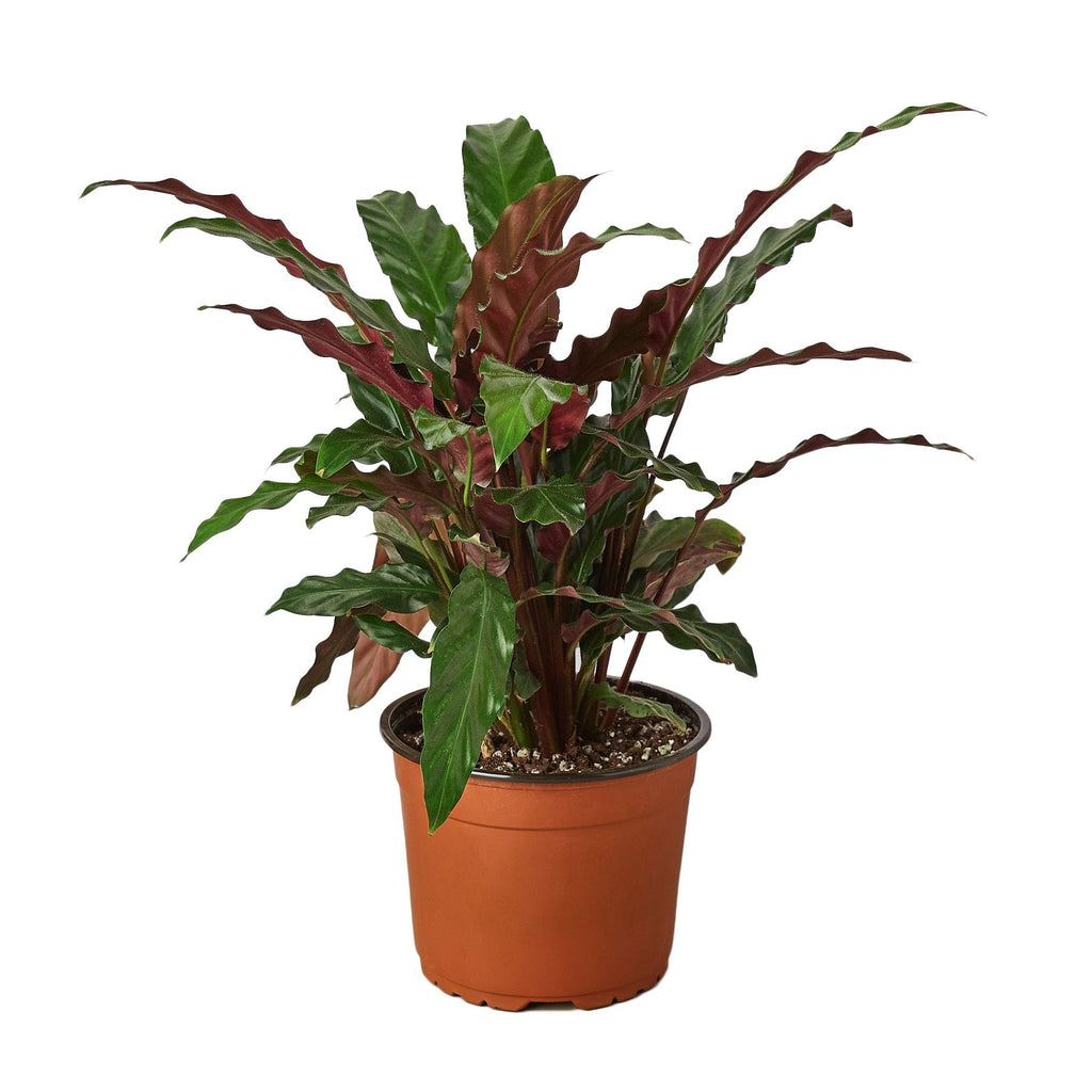 Calathea Rufibarba 'Furry Feather' – view 3