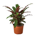 Calathea Rufibarba 'Furry Feather' Live Plant – 6" Nursery Pot