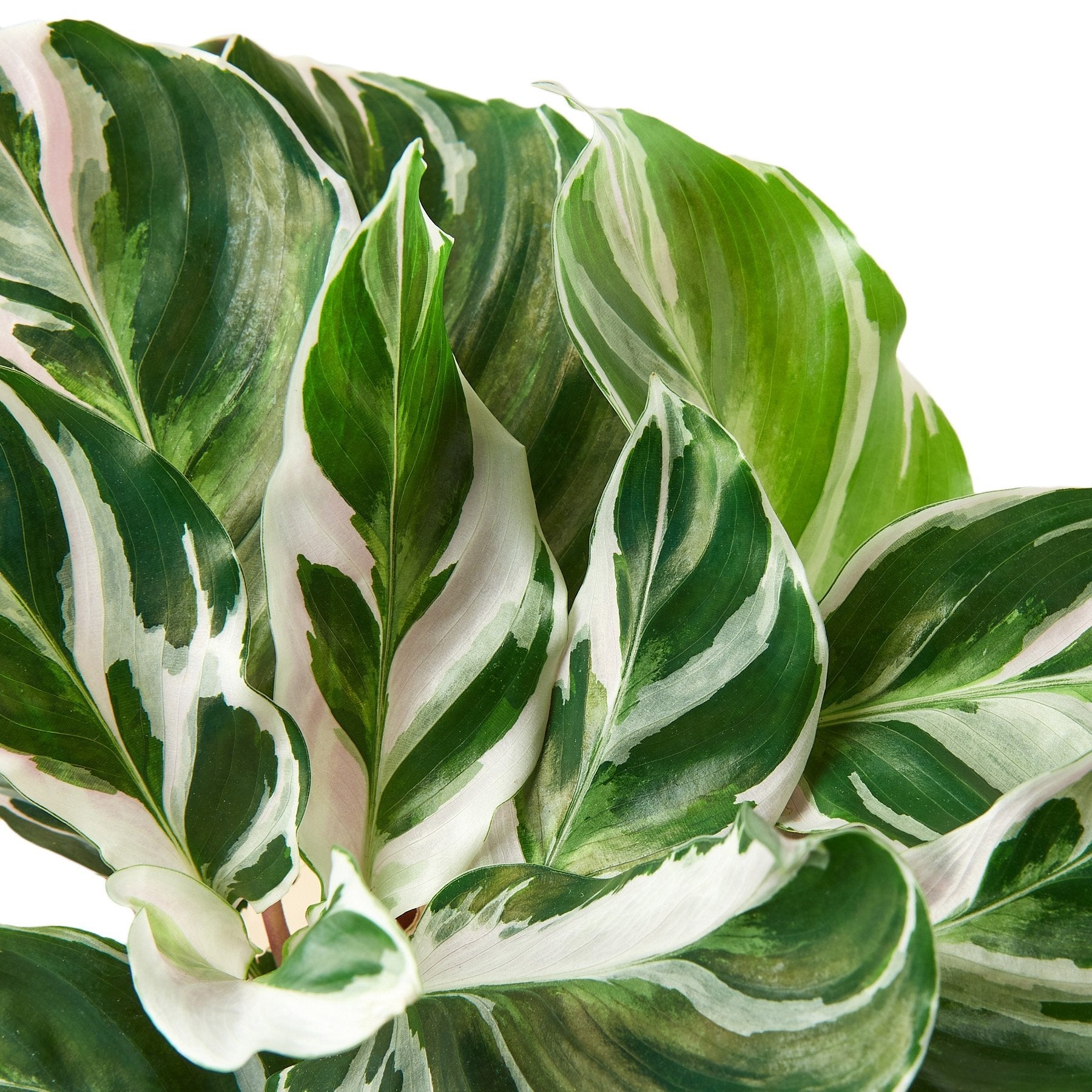 Calathea 'White Fusion' – view 2