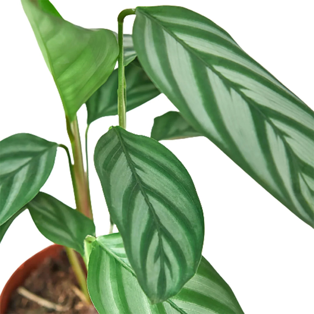 Calathea 'Grey Star' – view 5
