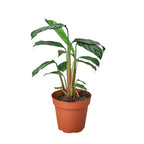 Calathea 'Grey Star' – view 4