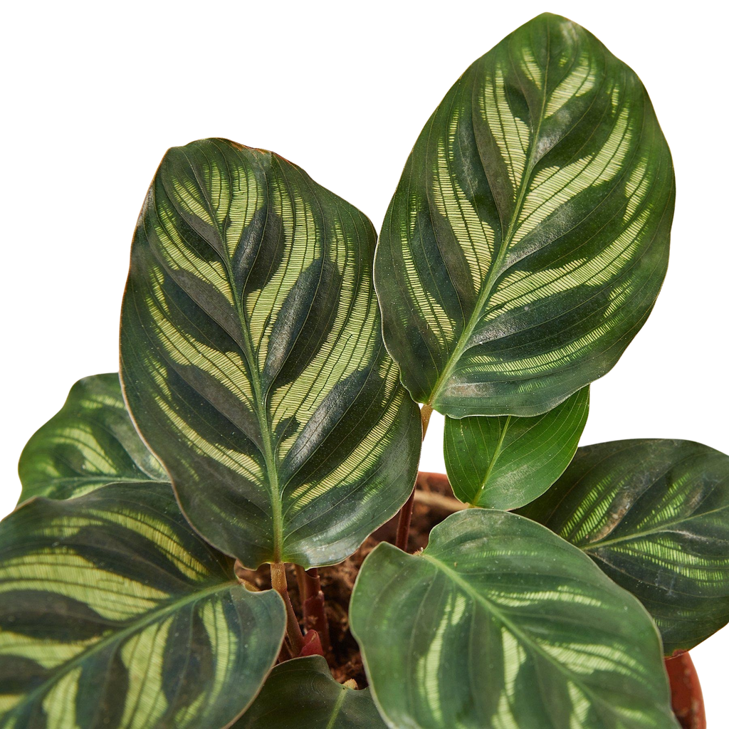 Calathea 'Makoyana' – view 5