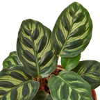 Calathea 'Makoyana' – view 5