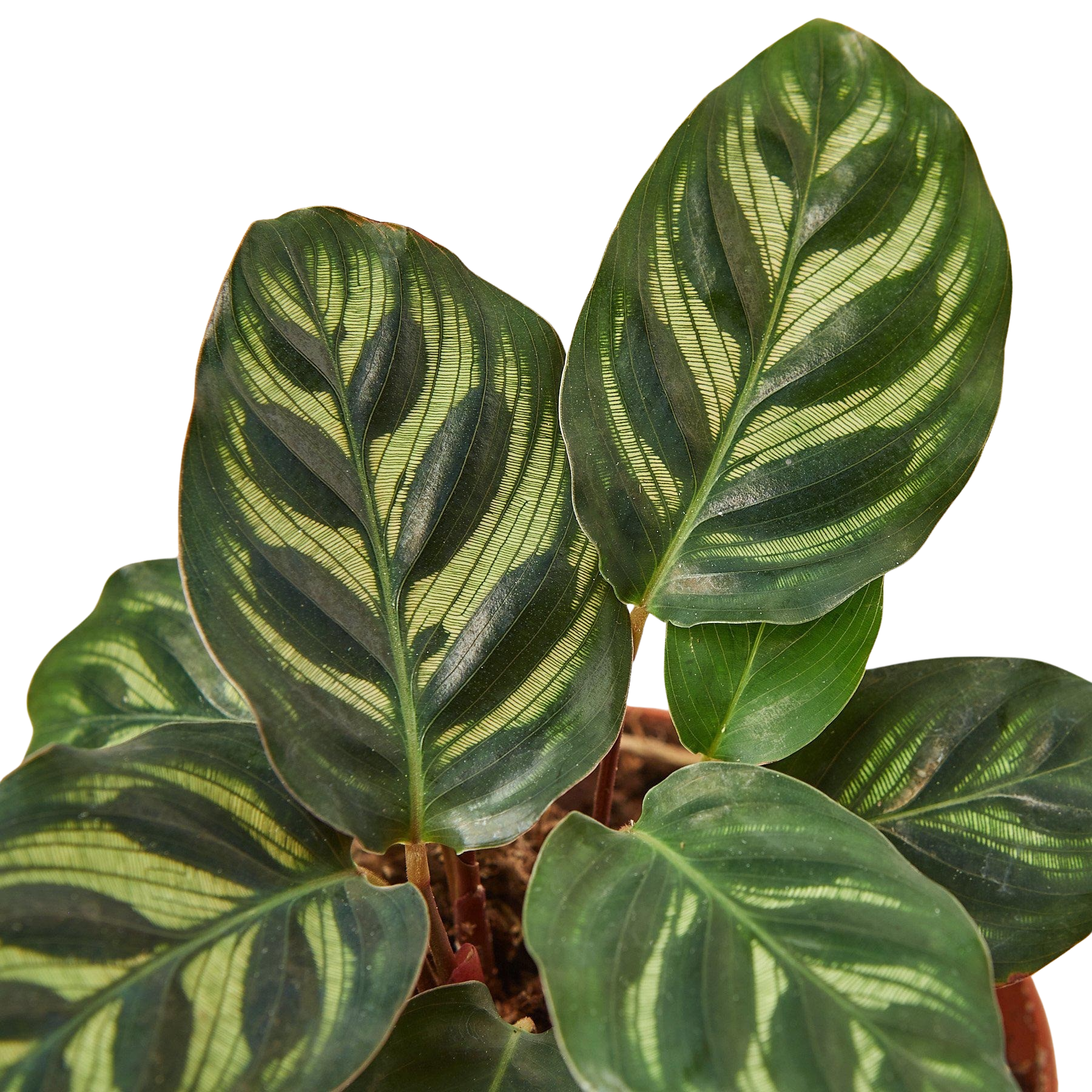Calathea 'Makoyana' – view 5