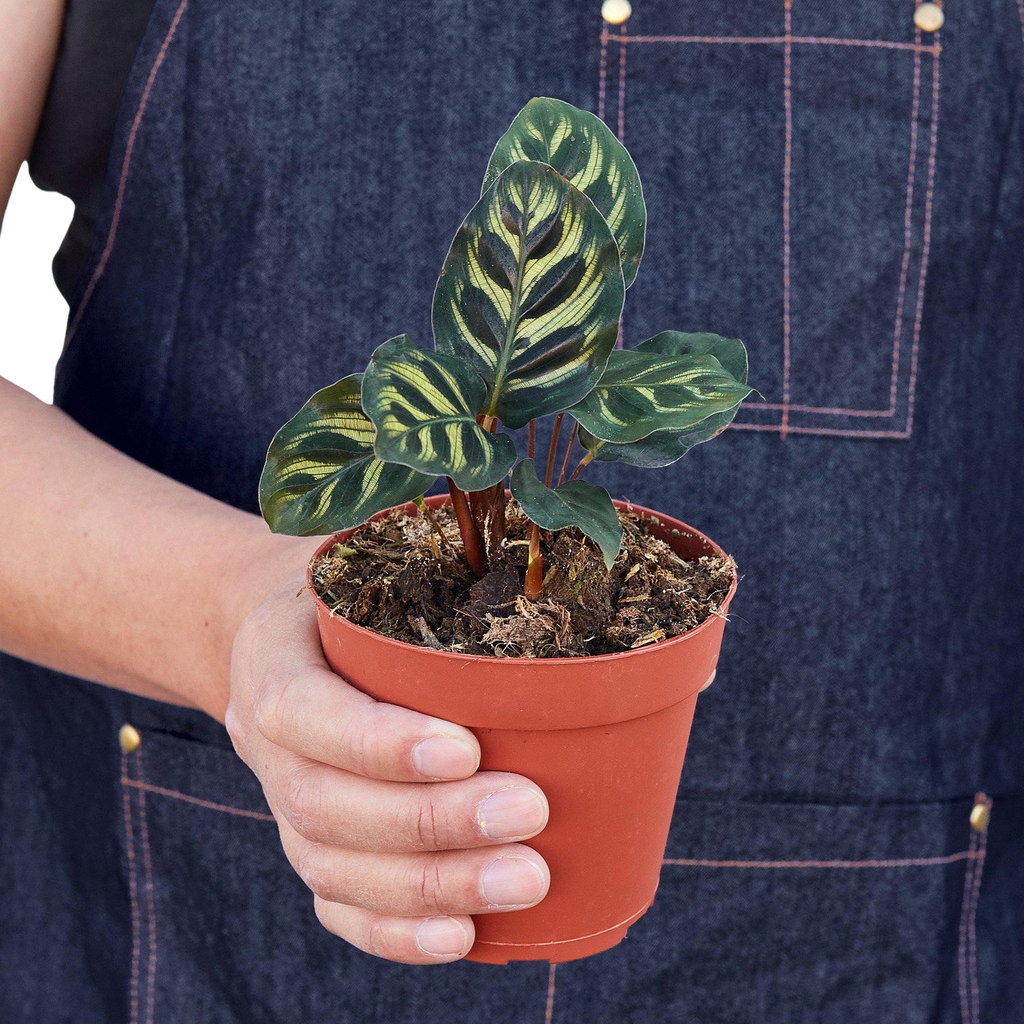 Calathea 'Makoyana' – view 6