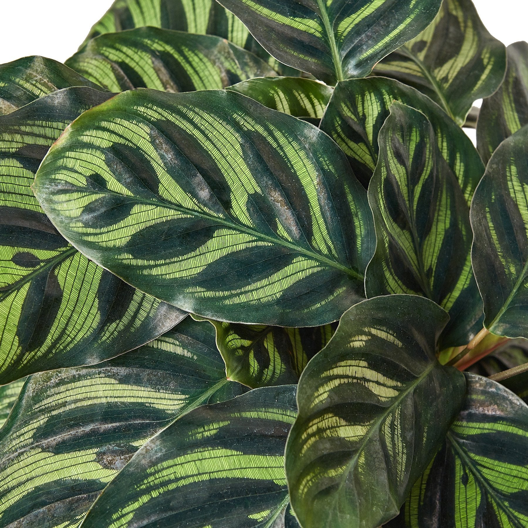 Calathea 'Makoyana' – view 4