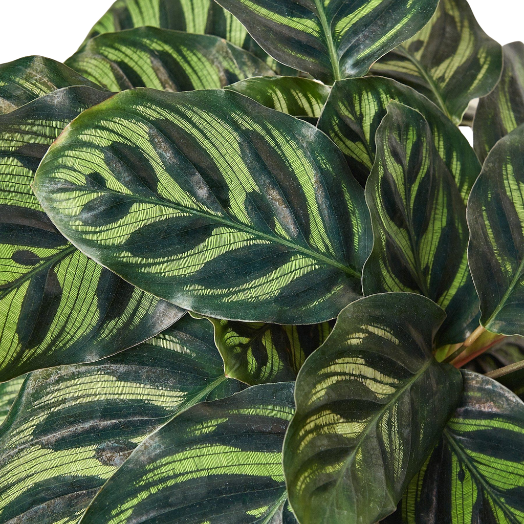 Calathea 'Makoyana' – view 7