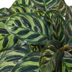 Calathea 'Makoyana' – view 7