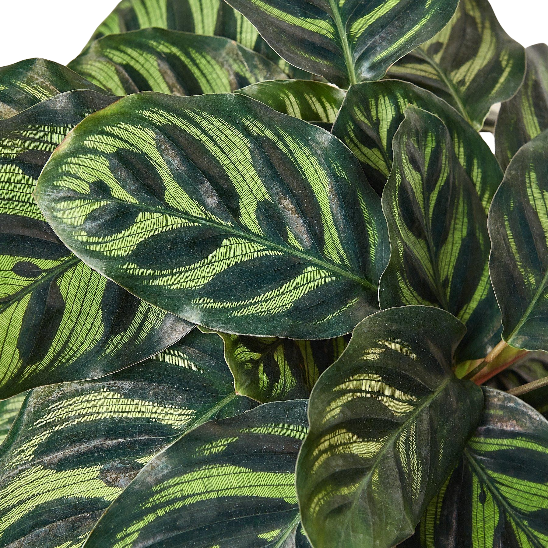 Calathea 'Makoyana' – view 7