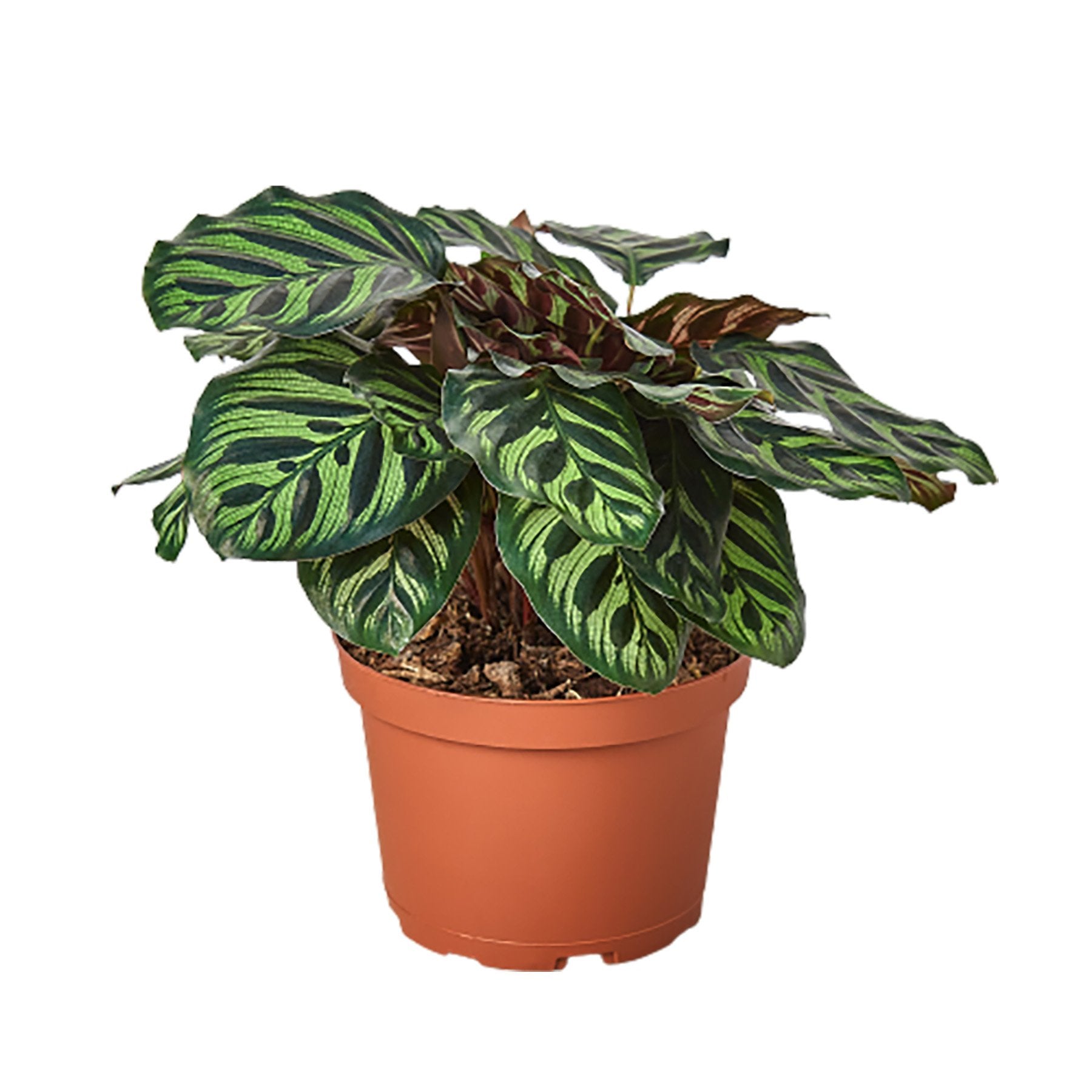 Calathea 'Makoyana' – view 3
