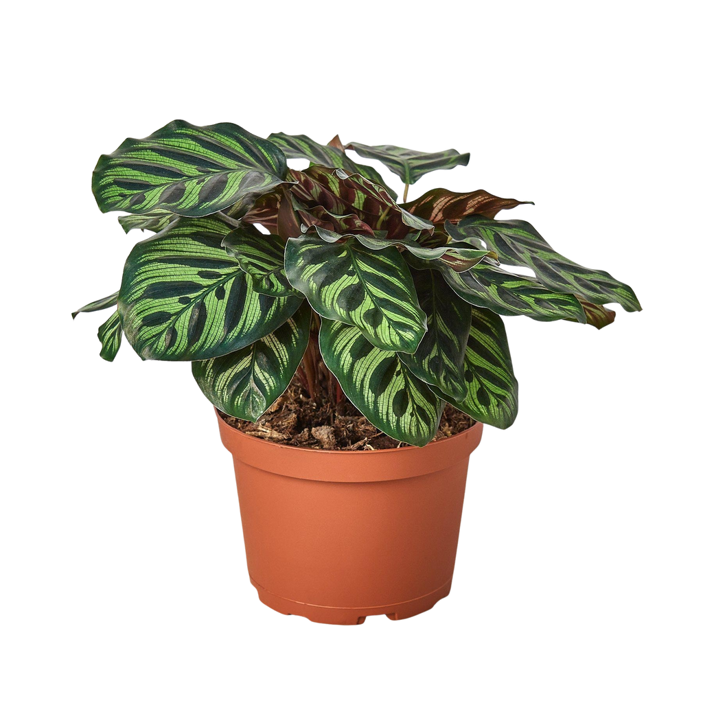 Calathea 'Makoyana'